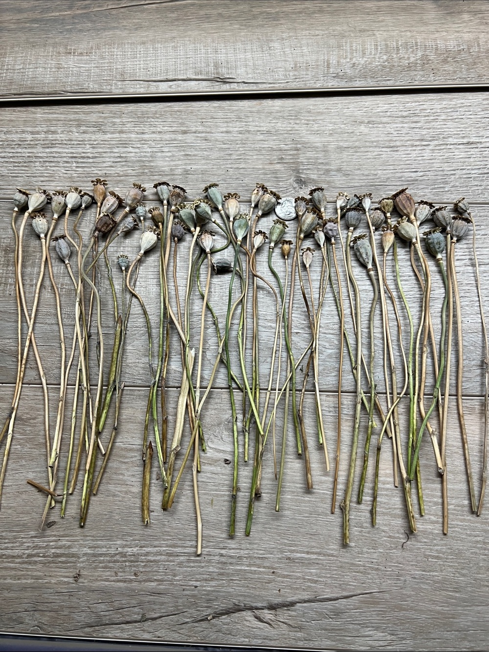 Natural Dried Poppy Pods Stems - Neutral Green-Brown